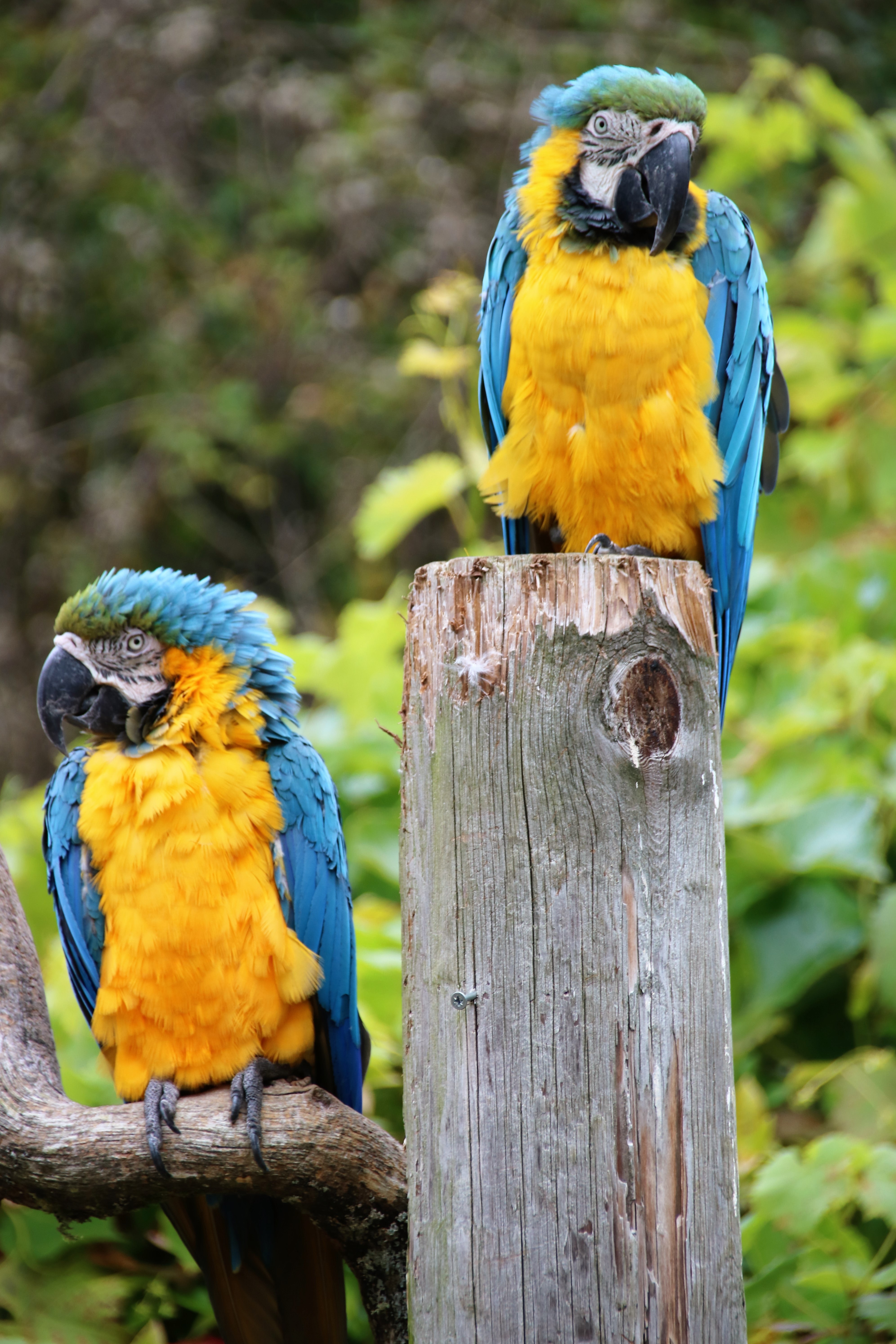 2 blue yellow and black birds