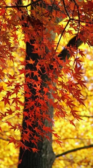 Colorful, Autumn, Nature, Leaves, Forest, autumn, leaf thumbnail
