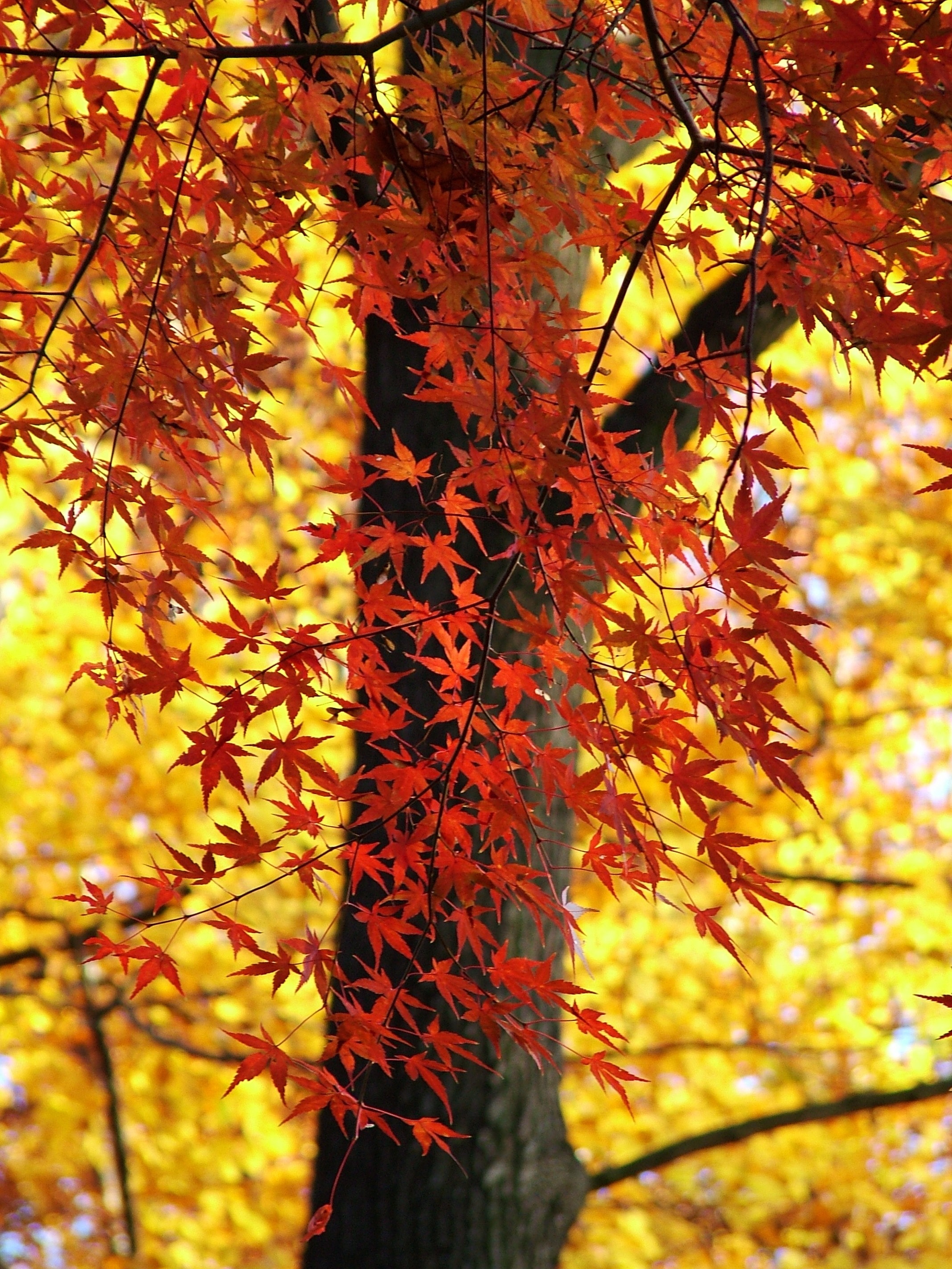 Colorful, Autumn, Nature, Leaves, Forest, autumn, leaf