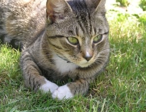 Cat'S Eyes, Pet, Kitten, Cat, Eyes, Look, domestic cat, grass thumbnail