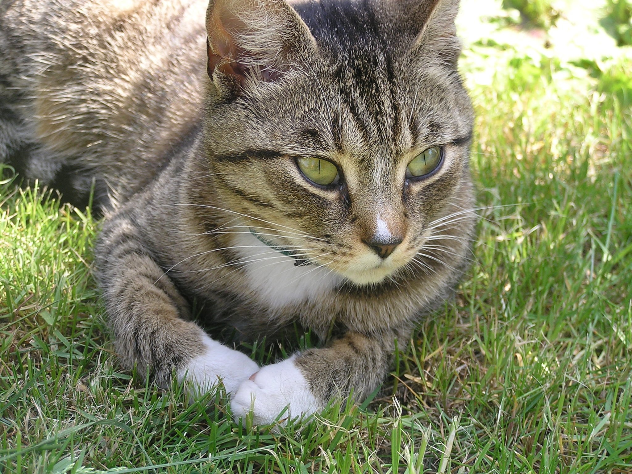 Cat'S Eyes, Pet, Kitten, Cat, Eyes, Look, domestic cat, grass