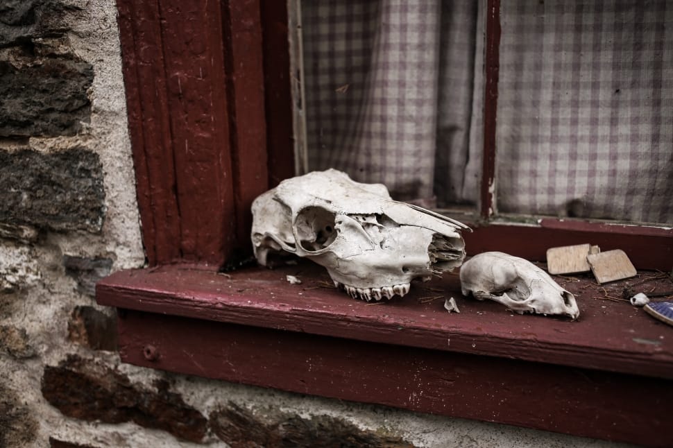 white animal skulls on brown wooden window frame preview