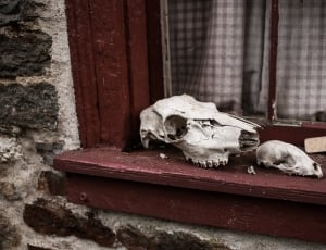 white animal skulls on brown wooden window frame thumbnail