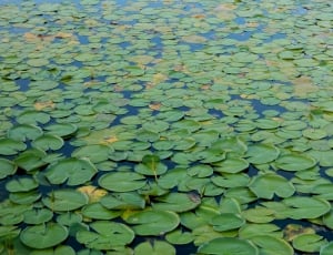 Aquatica Plant, Brazil, Pond, Amazonia, leaf, green color thumbnail