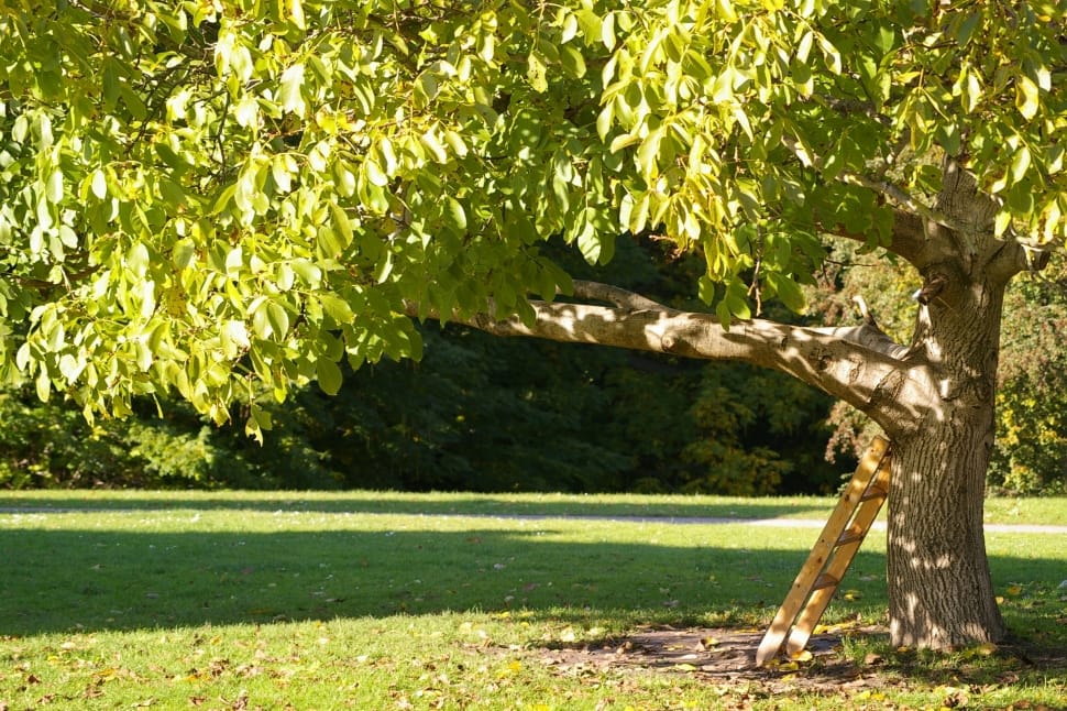 Head, Tree, Leaves, Summer, Branch, green color, tree preview