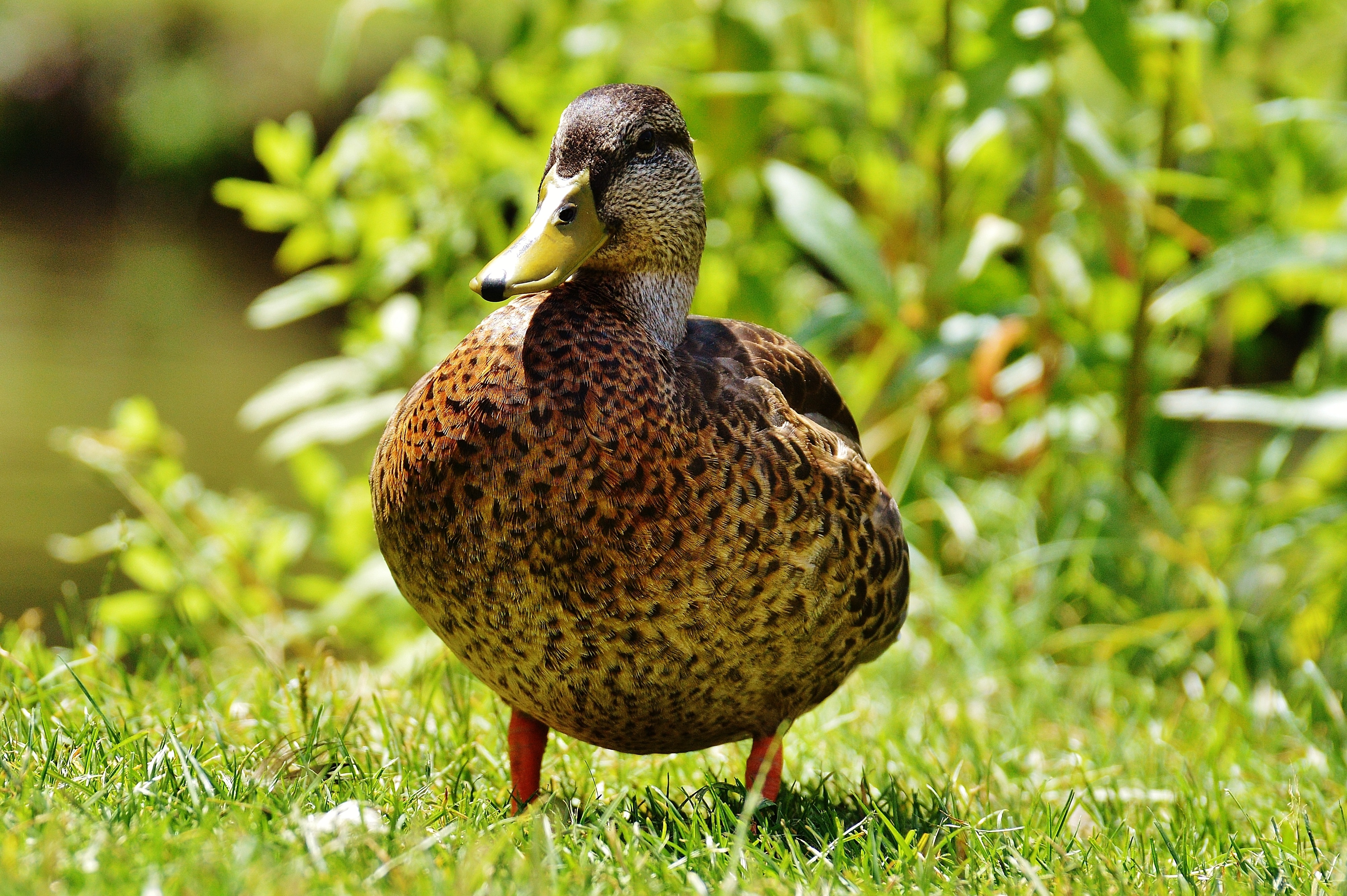 female mallard duck