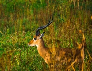 brown deer on green grass during daytime thumbnail