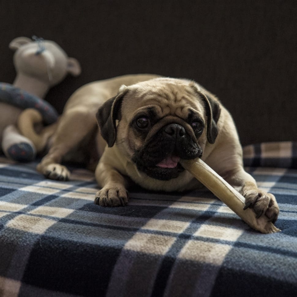 fawn Pug on bed sheet preview