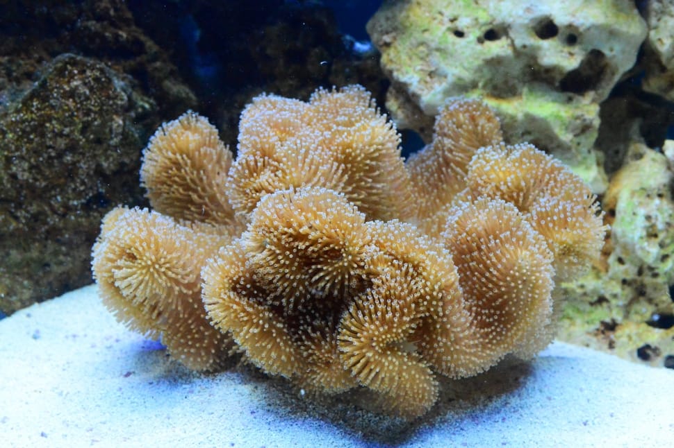 Coral, Large, Marine Tank, Toadstool, nature, underwater preview