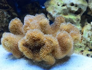 Coral, Large, Marine Tank, Toadstool, nature, underwater thumbnail