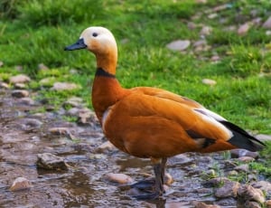 orange and black duck on river side near green grass thumbnail