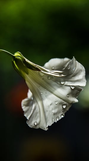 Bindweed, Flower, Chalice, Weeds, Nature, no people, close-up thumbnail