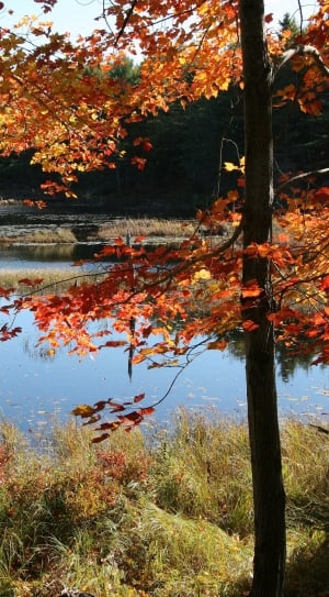 orange leaf tree near the river photo thumbnail