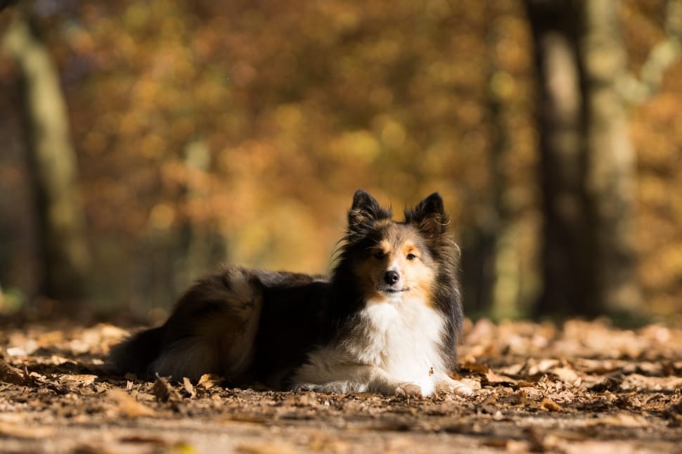 black and brown medium size dog lying while surrounded by dried leaves preview