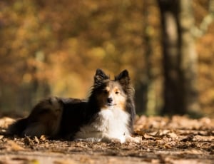 black and brown medium size dog lying while surrounded by dried leaves thumbnail