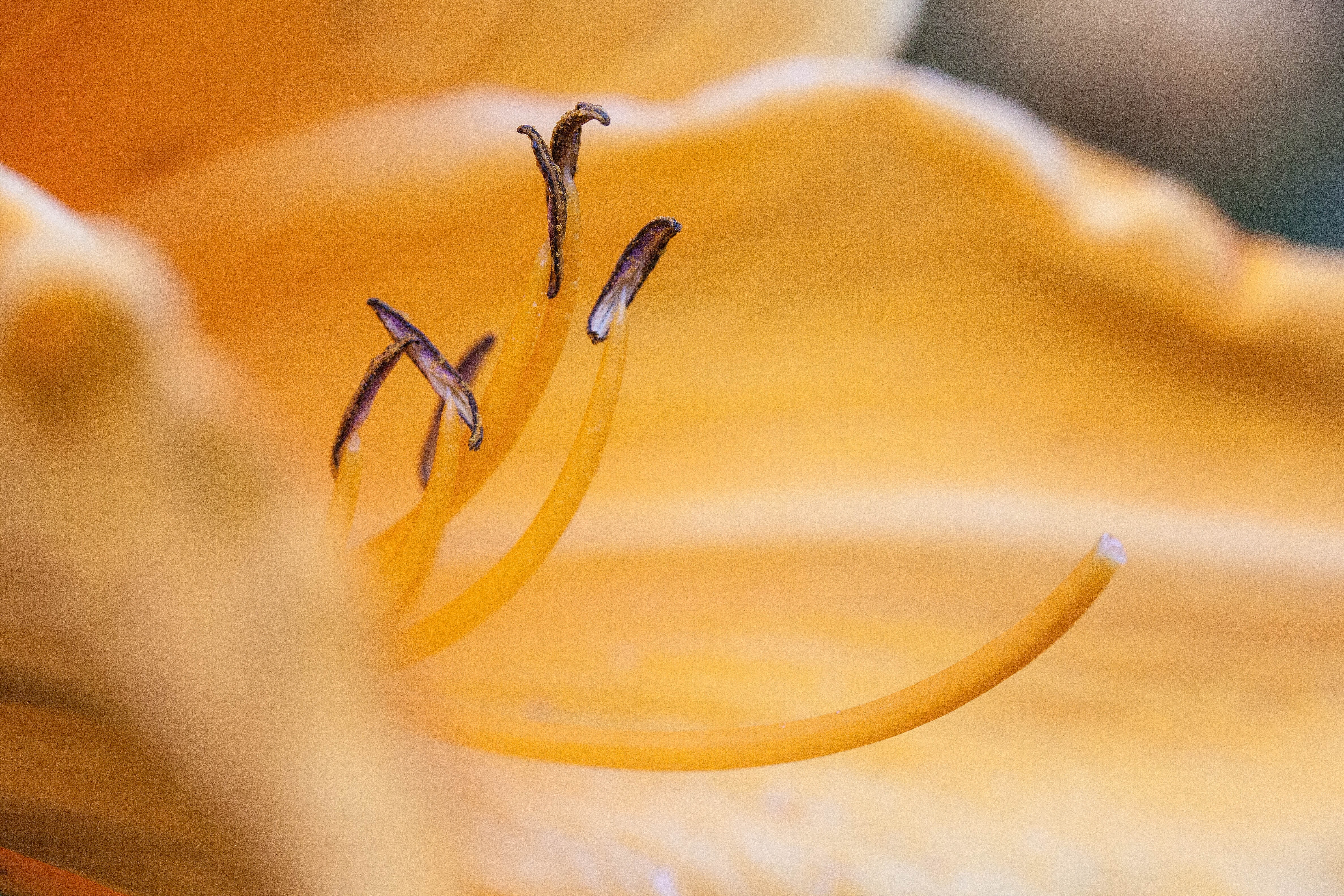 yellow petaled floer