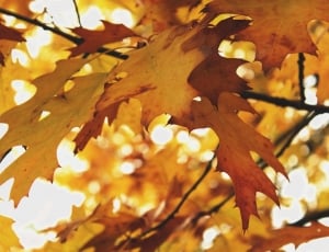 Fall Foliage, Autumn, Leaves, Tree, autumn, change thumbnail