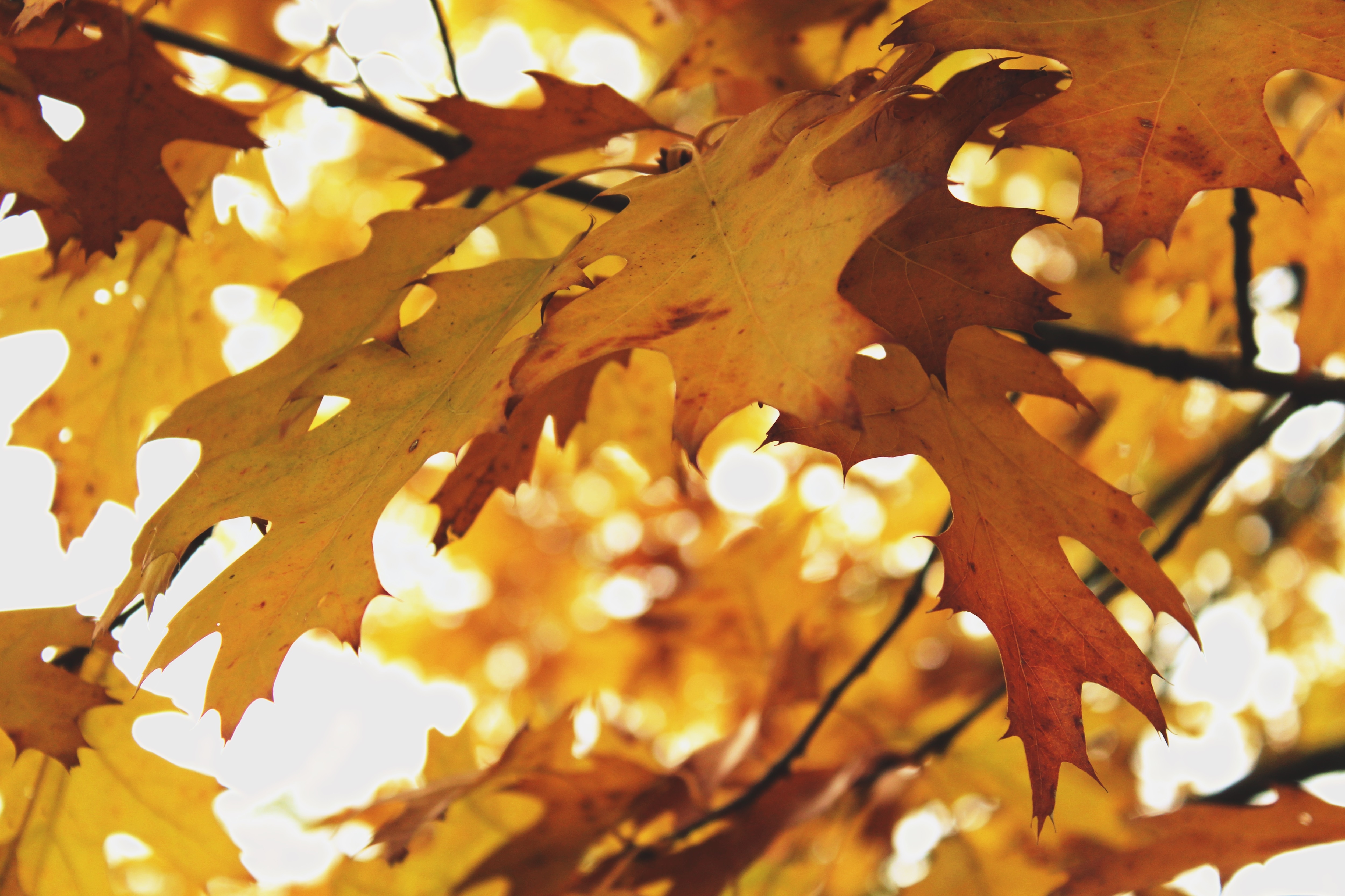 Fall Foliage, Autumn, Leaves, Tree, autumn, change