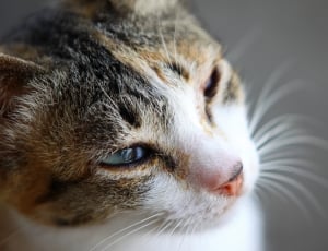 shallow focus of calico cat thumbnail