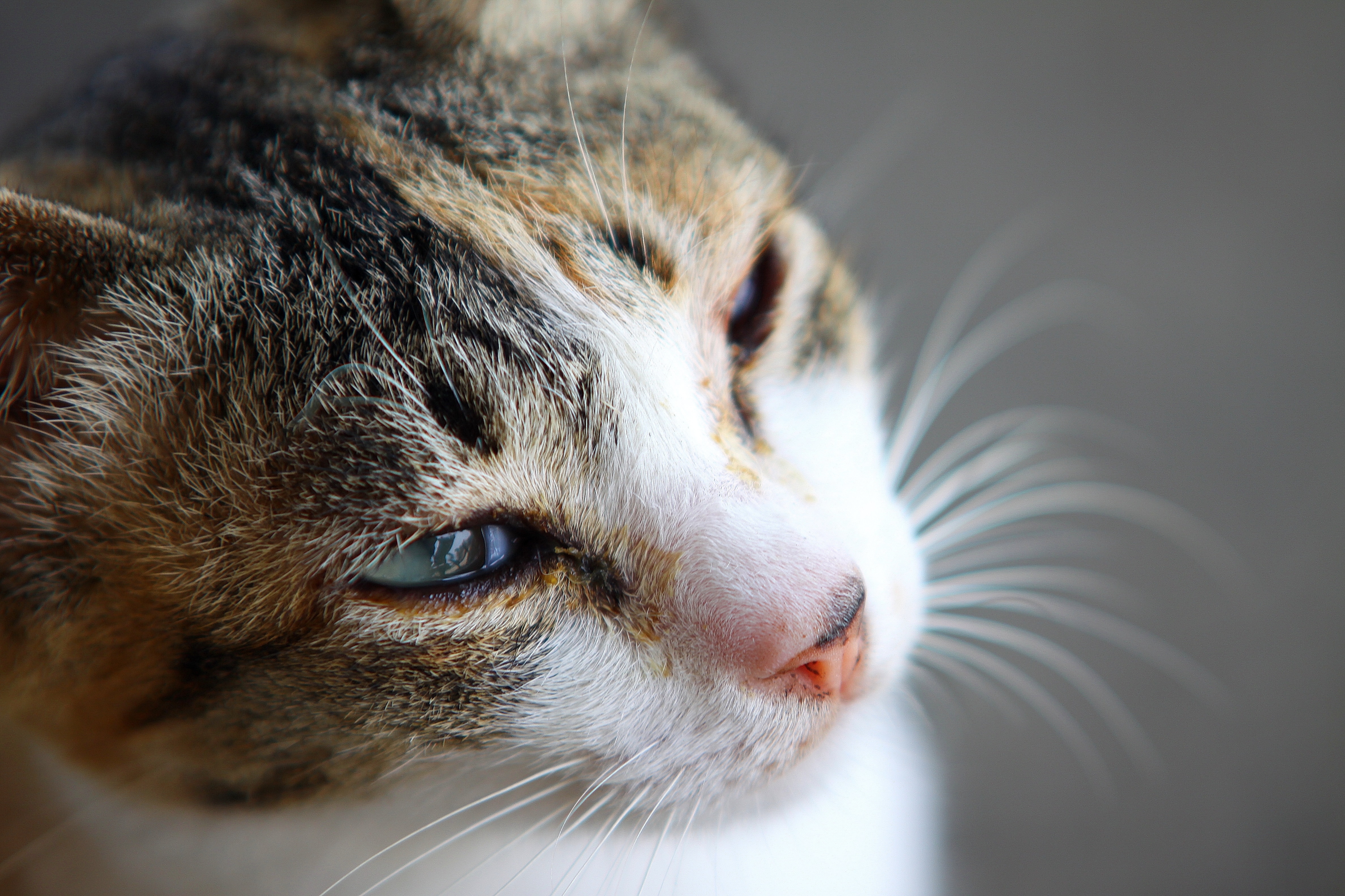 shallow focus of calico cat