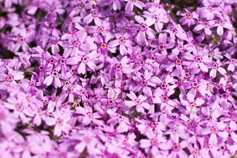 purple petaled flowers preview