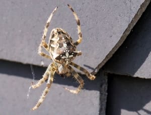 brown and black orb weaving spider thumbnail