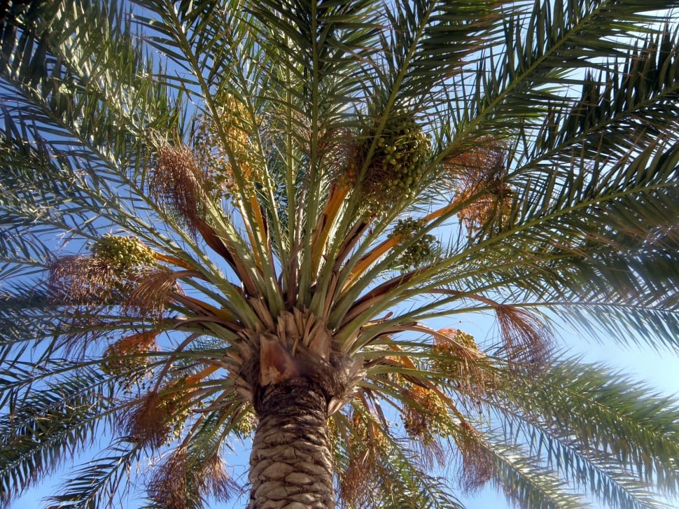 palm tree preview