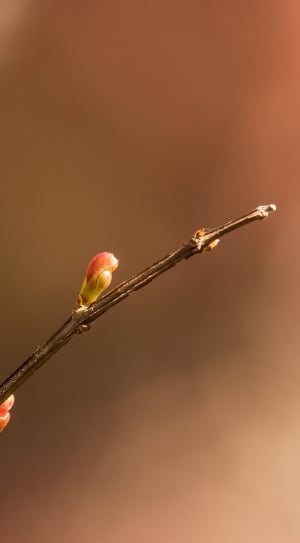 brown branch in focus lens photography thumbnail