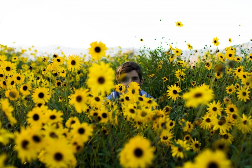 man in blue shirt in sunflower field preview