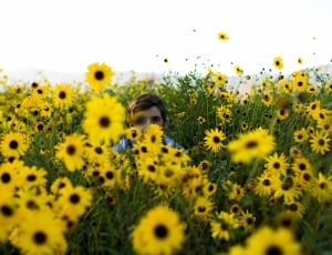 man in blue shirt in sunflower field thumbnail