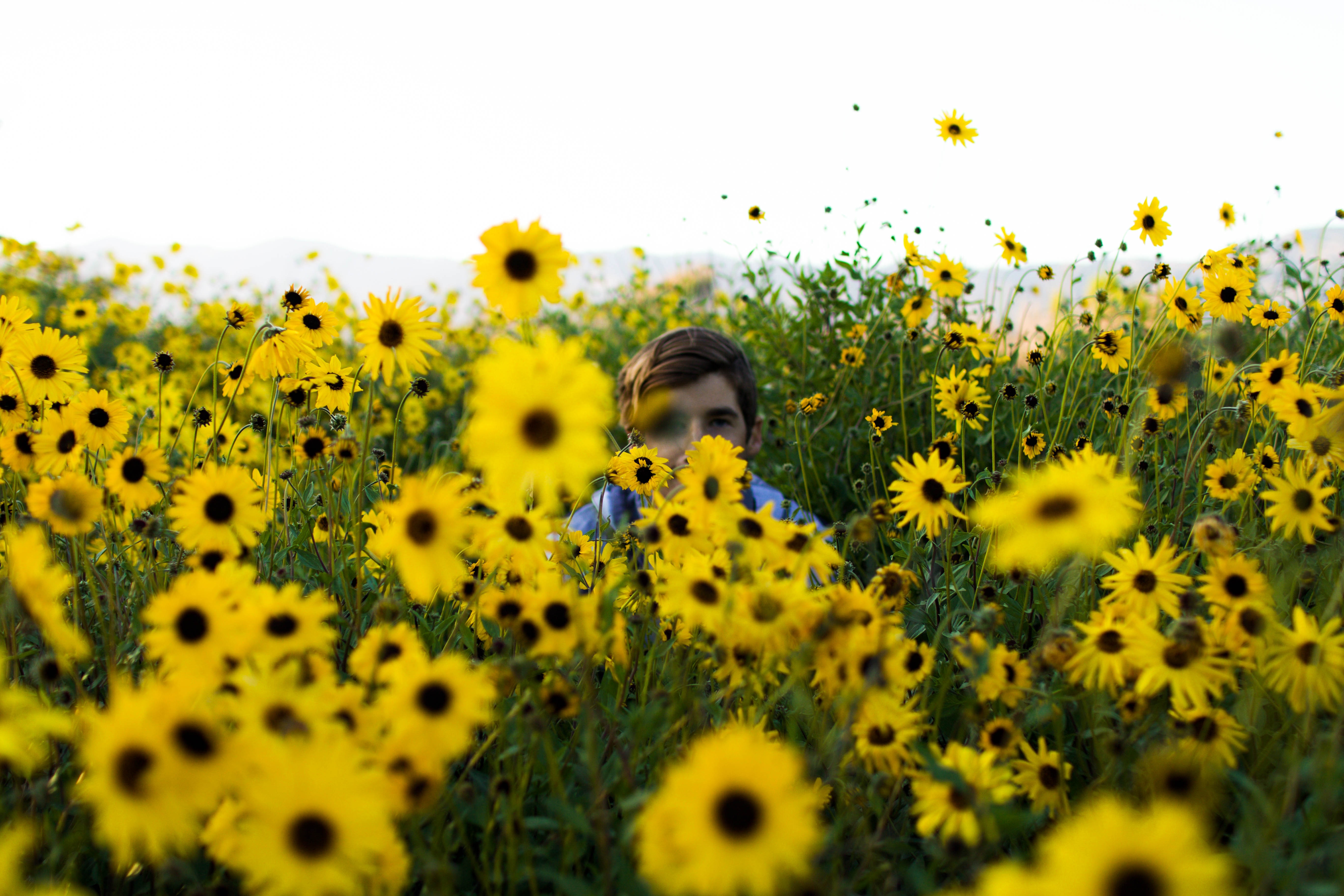 man in blue shirt in sunflower field