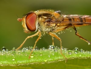 close up photo of hover fly thumbnail