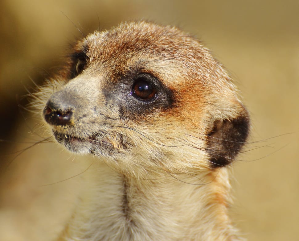 Meerkat, Nature, Tiergarten, Animal, Zoo, one animal, animal wildlife preview