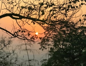 green and brown tree over the orange sunset photography thumbnail