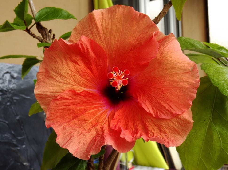 Close, Hibiscus, Flower, Blossom, Red, flower, plant preview