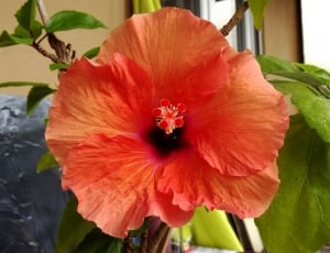 Close, Hibiscus, Flower, Blossom, Red, flower, plant thumbnail