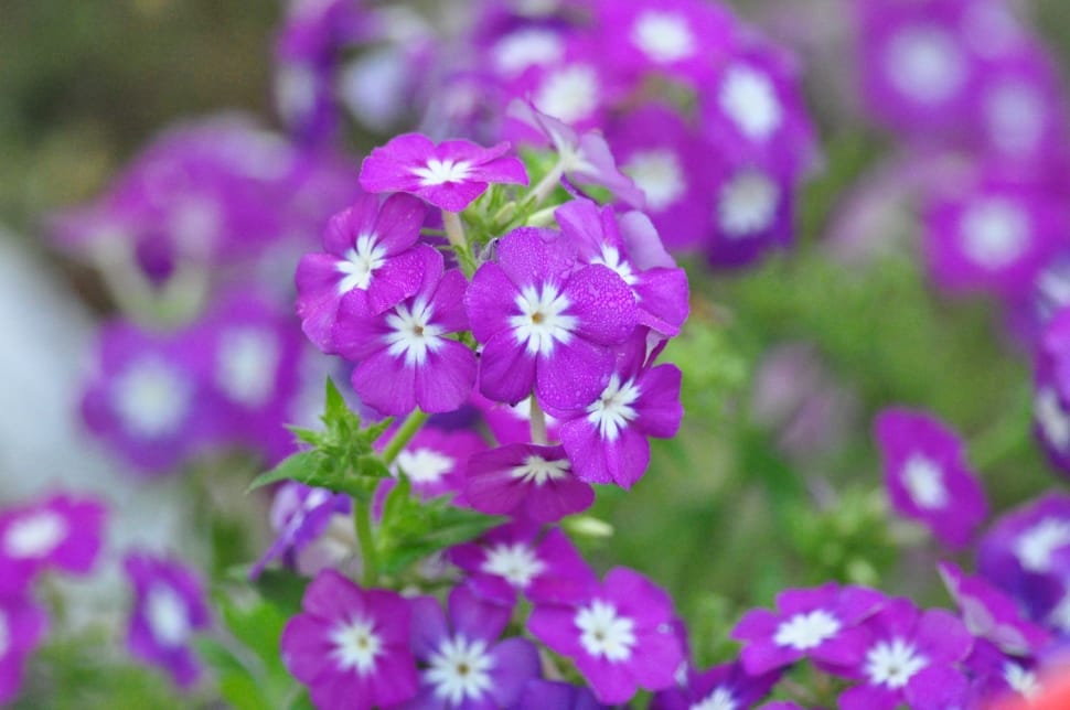 bunch of purple petaled flower preview