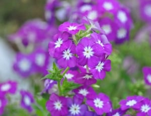 bunch of purple petaled flower thumbnail