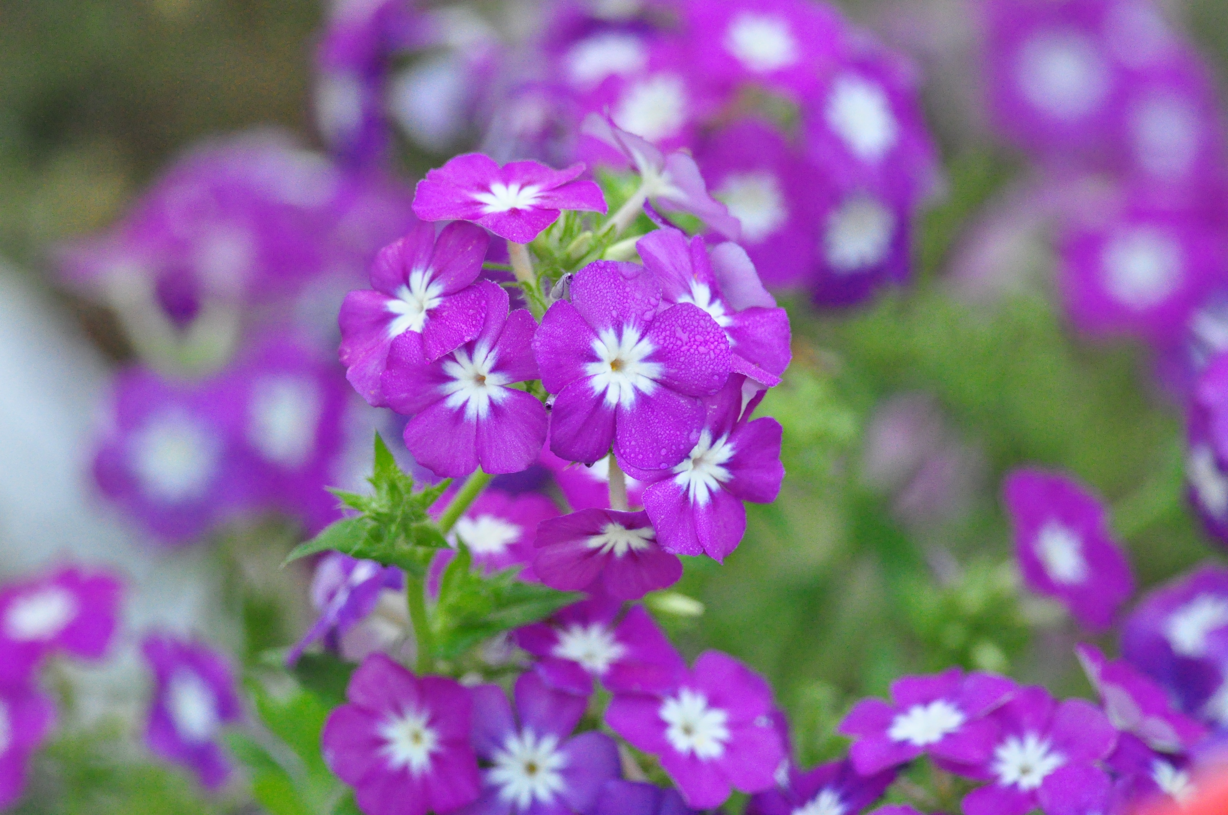 bunch of purple petaled flower