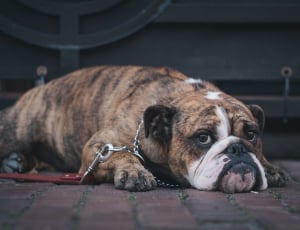 brown and white short coat dog lying in red brick floor thumbnail