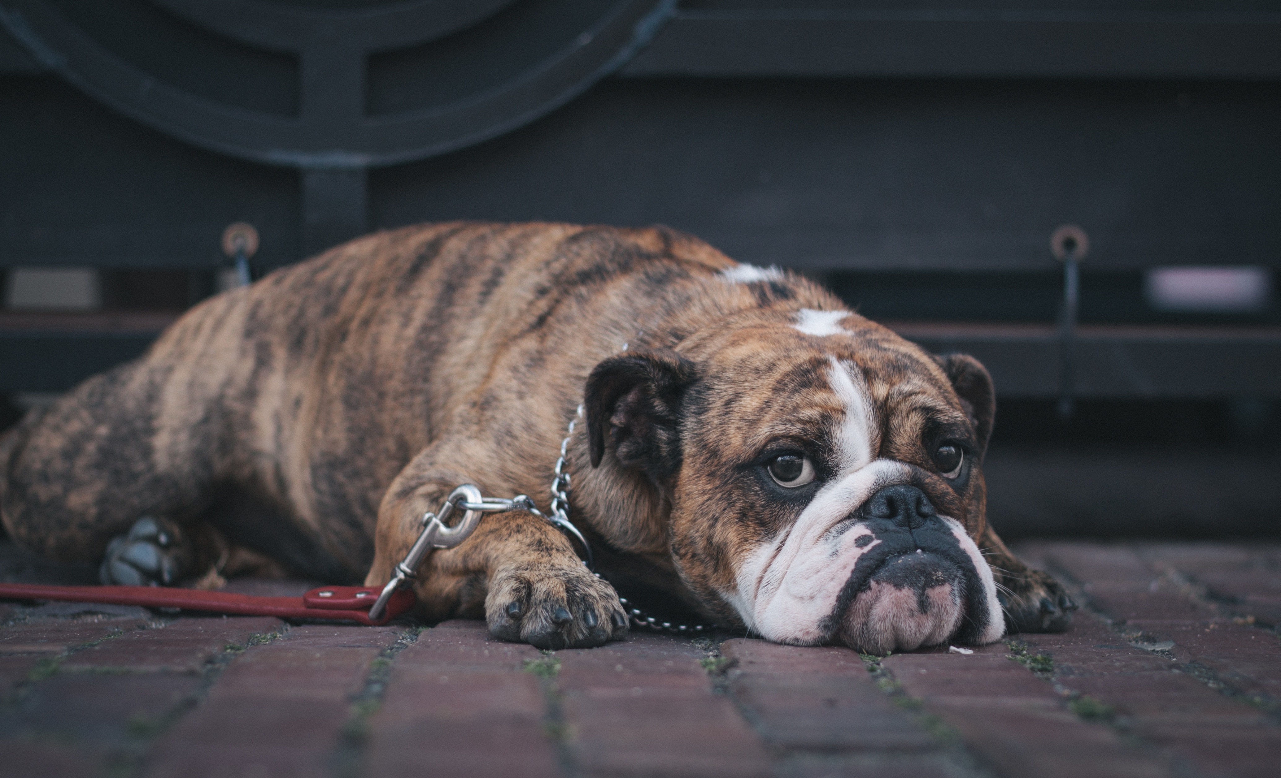 brown and white short coat dog lying in red brick floor