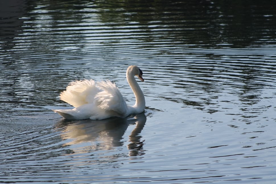 White, Wildlife, Lake, Bird, Swan, animals in the wild, one animal preview