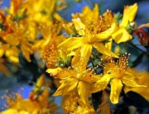 Blossom, Bloom, St John'S Wort, yellow, flower thumbnail