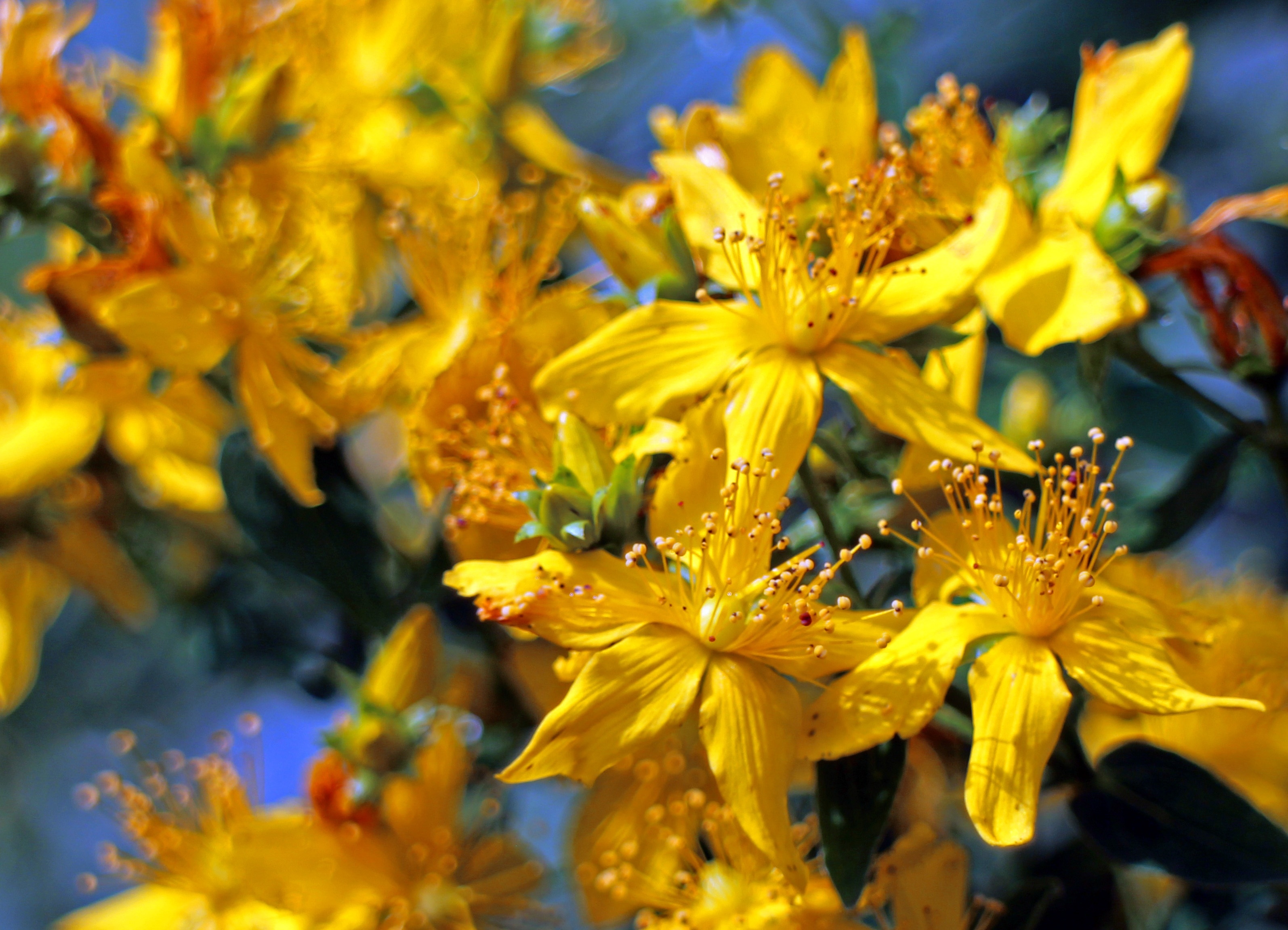 Blossom, Bloom, St John'S Wort, yellow, flower