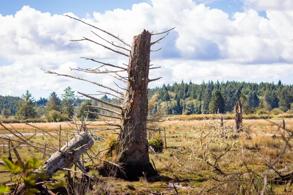 Dead Tree, Johns River, Washington, tree, forest fire preview