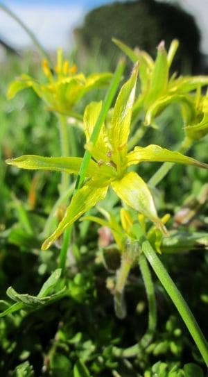 yellow green petaled flower thumbnail