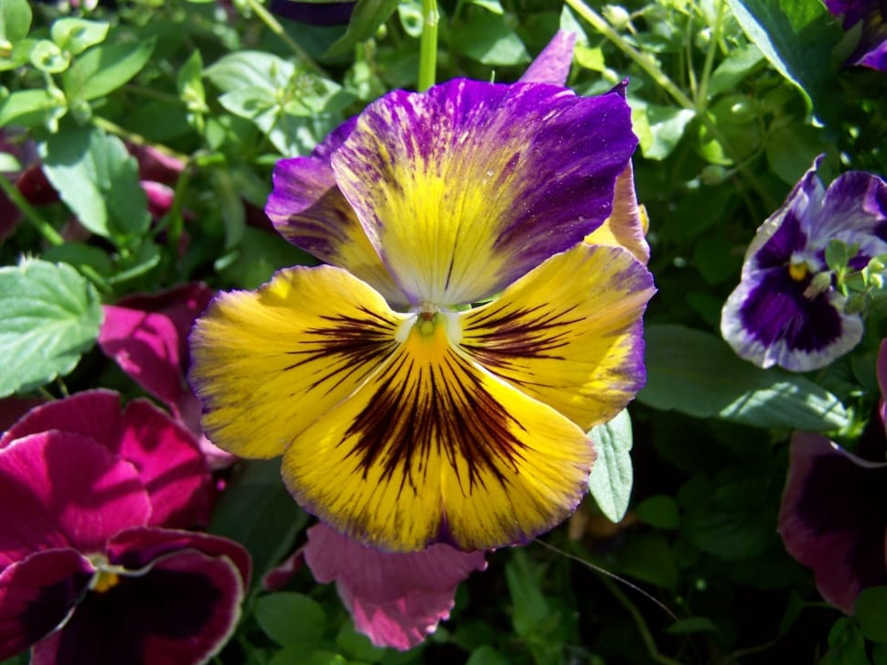 yellow and purple pansy preview