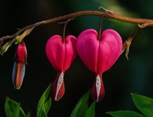 three pink petaled flower plant thumbnail