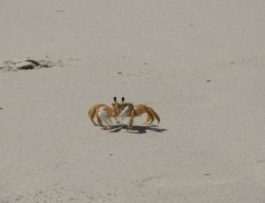 Beach, Crab, Sand, Animal, Nature, Siri, no people, animal themes thumbnail