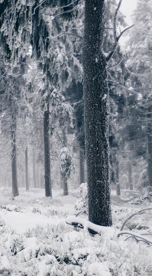 forest with snow thumbnail